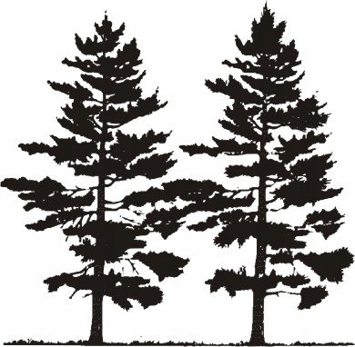 Naklejki na ścianę z drzewami las leśne Sosny mat, 50x50 cm Naklejkolandia