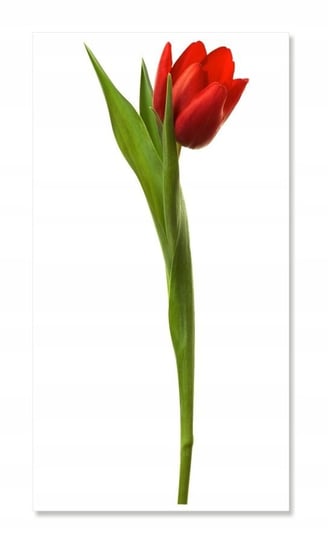 Naklejki ścienne kwiaty 100cm Tulipan 1, 100x36 cm Naklejkolandia
