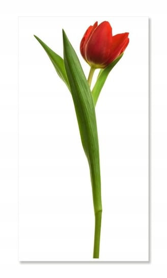 Naklejki ścienne kwiaty mat Tulipan 3, 100x43 cm Naklejkolandia