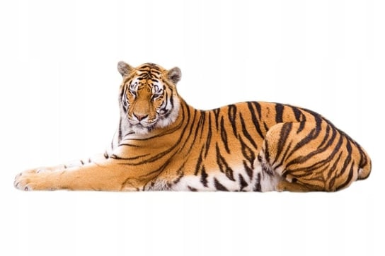 Naklejki ze zwierzakami tygryskami Tygrys 1, 50x19 cm Naklejkolandia