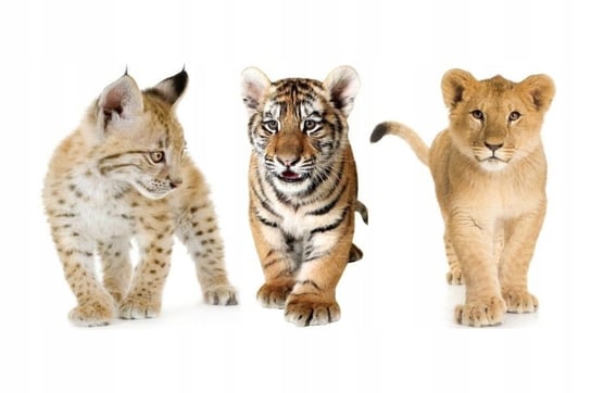 Naklejki ze zwierzętami Dzikie kociaki 118, 93x50 cm Naklejkolandia