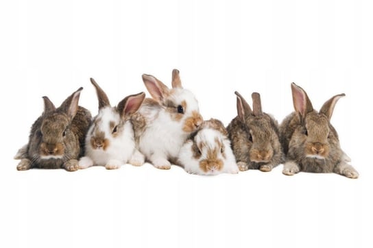 Naklejki ze zwierzętami króliki Króliczki 11, 160x52 cm Naklejkolandia