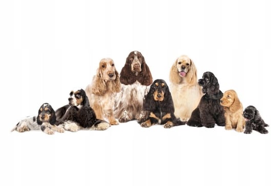 Naklejki ze zwierzętami psy Psia rodzinka 14, 93x30 cm Naklejkolandia