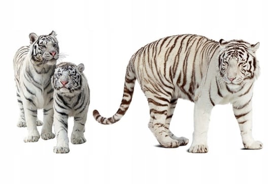 Naklejki ze zwierzętami zwierzaki Białe tygrysy 13, 160x79 cm Naklejkolandia