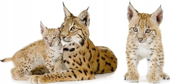 Naklejki ze zwierzętami zwierzaki Dzikie koty 120, 50x25 cm Naklejkolandia
