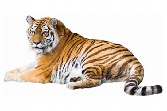 Naklejki ze zwierzętami zwierzaki Tygrys 10, 50x26 cm Naklejkolandia
