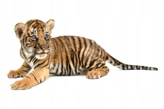 Naklejki ze zwierzętami zwierzaki Tygrysek 17, 160x75 cm Naklejkolandia
