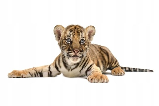Naklejki ze zwierzętami zwierzaki Tygrysek 2, 160x68 cm Naklejkolandia