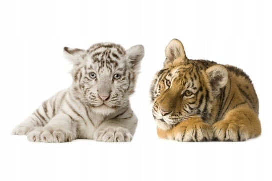 Naklejki ze zwierzętami zwierzaki Tygryski 14, 50x21 cm Naklejkolandia