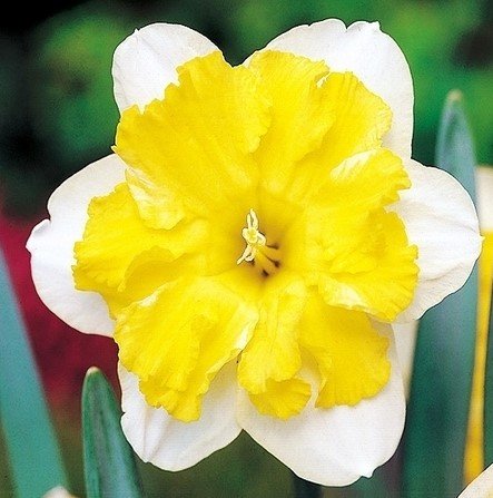 Narcissus Frileuse Narcyz 'Frileuse' 5Szt Inna marka