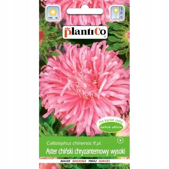 Nasiona Aster Chryzantemowy Chryzantemowy Różowy Beryl Plantico PlantiCo