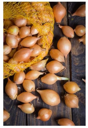 nasiona Cebula dymka 500g - W,Legutko W.LEGUTKO