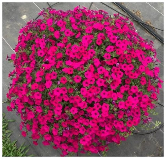 Nasiona Petunia ogrodowa Rubina F2 o pędach zwisających purpurowo-fioletowa 0.01g - W.Legutko W. Legutko