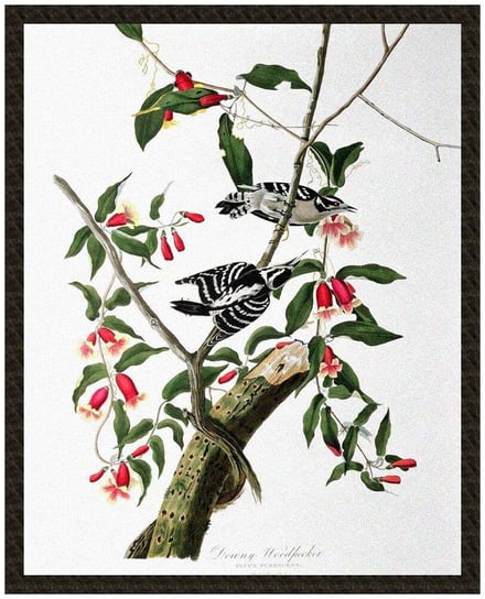 Naszywka Downy Woodpecker  James Audubon Szyjemy Sztukę