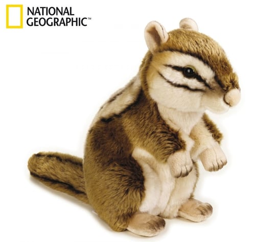 National Geographic, maskotka Wiewiórka syberyjska, duża Venturelli