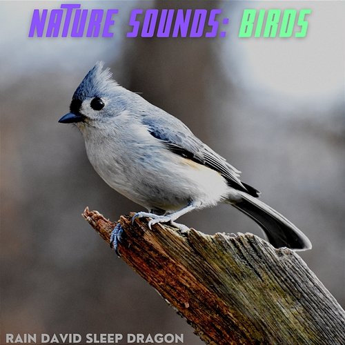 Nature Sounds: Birds Rain David Sleep Dragon