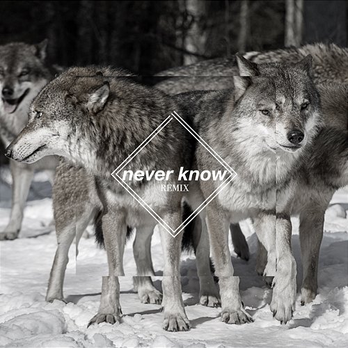 Never Know Few Wolves feat. Freja Kirk