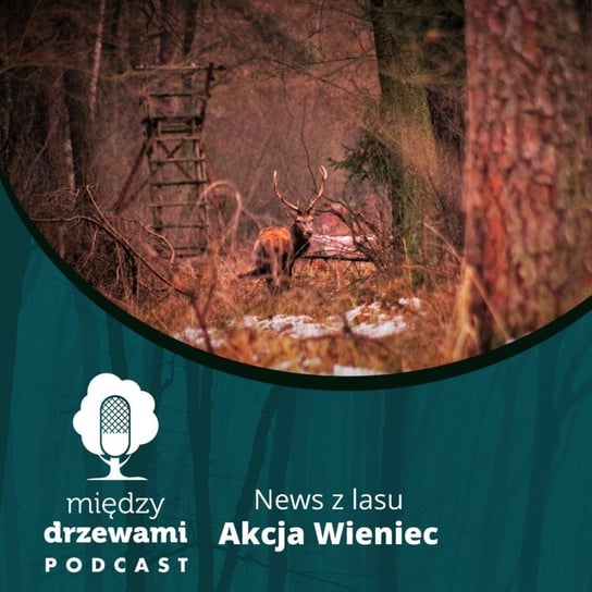 News z lasu - Akcja Wieniec - Między drzewami - podcast Opracowanie zbiorowe