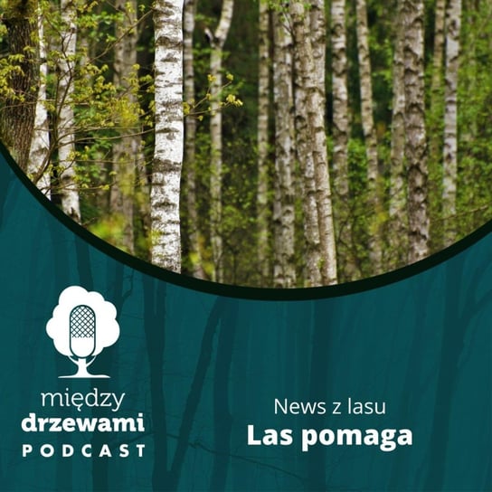 News z lasu - Las pomaga - Między drzewami - podcast Opracowanie zbiorowe