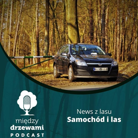 News z lasu - Samochód i las [Opowiada Michał Wieciech] - Między drzewami - podcast Opracowanie zbiorowe