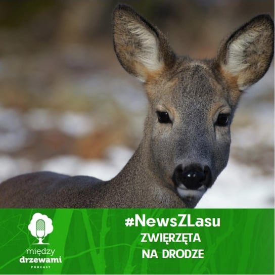 #News z lasu - Zwierzęta na drodze - Między drzewami - podcast - audiobook Opracowanie zbiorowe