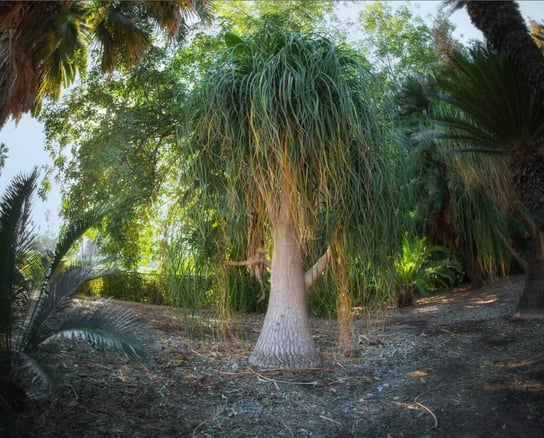 Nolina Recurvata (Beaucamea) Stopa Słonia  35 cm/P12 DIXIE STORE