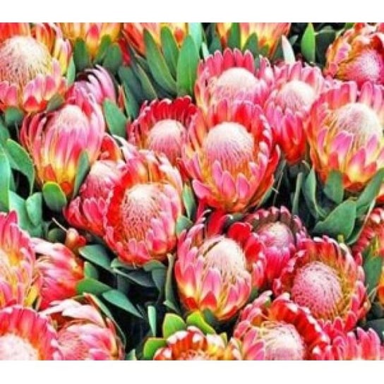 Norimpex, Malowanie po numerach Kwitnące kwiaty 40 x 50 5648 Norimpex