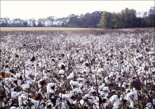 North Carolina cotton field., Carol Highsmith - plakat 100x70 cm Galeria Plakatu