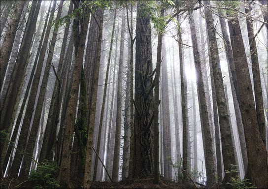 Northern California. Old Mammoth Road, Carol Highsmith - plakat 100x70 cm Galeria Plakatu