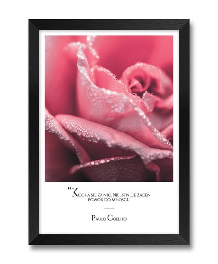 Nowoczesny obraz idealny na prezent róże róża cytat o miłości Paulo Coelho czarna rama 23,5x32 cm iWALL studio
