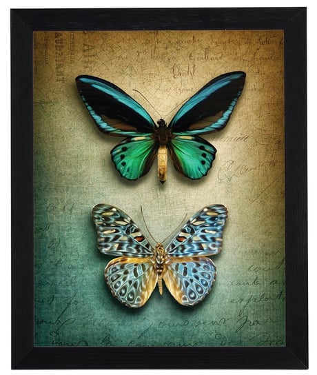 Nowoczesny obraz w czarnej ramie o wymiarach 40x50 cm - Butterfly 4 POSTERGALERIA