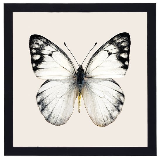 Nowoczesny obraz w czarnej ramie w rozmiarze 30x30 cm- Butterfly 1 POSTERGALERIA