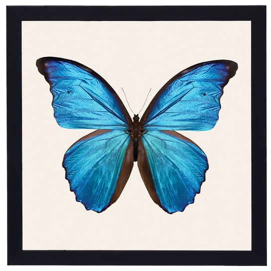 Nowoczesny obraz w czarnej ramie w rozmiarze 30x30 cm- Butterfly 3 POSTERGALERIA