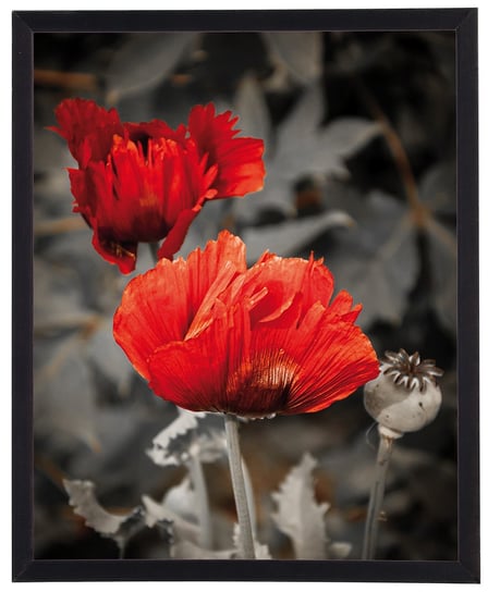Nowoczesny obraz w czarnej ramie w rozmiarze 40x50 cm - Poppies POSTERGALERIA