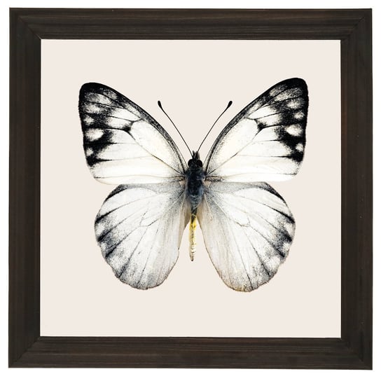 Nowoczesny obraz w drewnianej ramie o wymiarach 20x20 cm - Butterfly 1 POSTERGALERIA