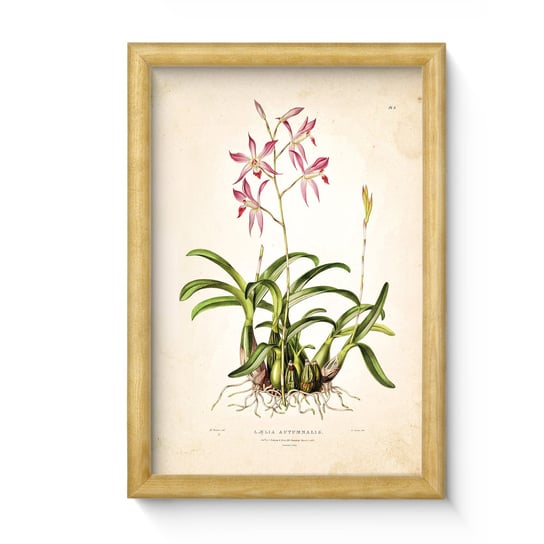 Nowoczesny obraz w ramie wałek o wymiarach 20x30 cm - Plant 6 POSTERGALERIA