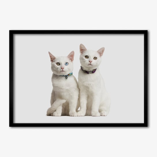 Nowoczesny Obraz z ramką TULUP Białe koty 70x50 cm cm Tulup