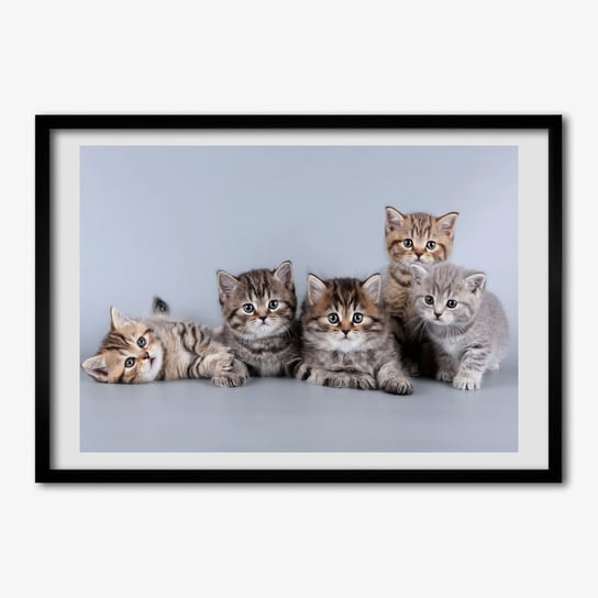 Nowoczesny Obraz z ramką TULUP Pięć kotów 70x50 cm cm Tulup