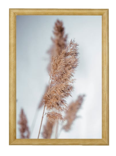 Nowoczesny plakat w drewnianej ramce 20x30 -  Reeds grass POSTERGALERIA