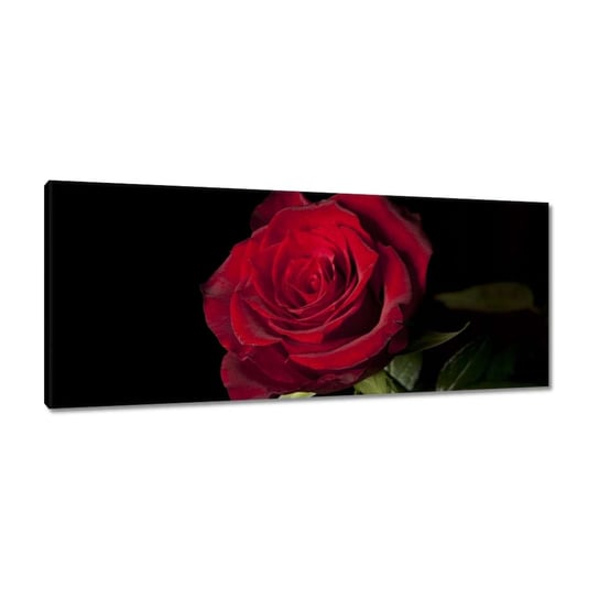 Obraz 100x40cm Piękna róża ZeSmakiem