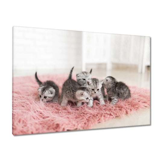 Obraz 100x70cm Pięć małych kotków ZeSmakiem