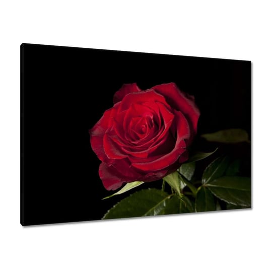 Obraz 100x70cm Piękna róża ZeSmakiem