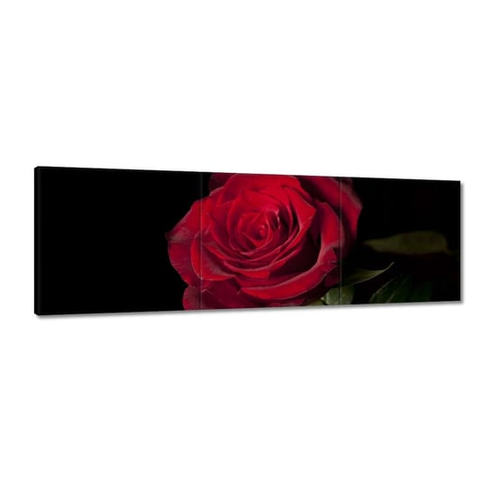 Obraz 150x50cm Piękna róża ZeSmakiem