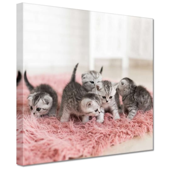 Obraz 20x20cm Pięć małych kotków ZeSmakiem