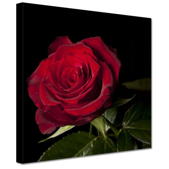 Obraz 20x20cm Piękna róża ZeSmakiem