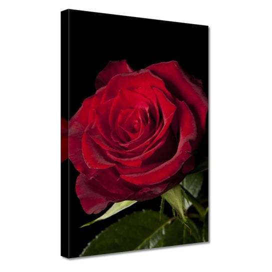 Obraz 20x30cm Piękna róża ZeSmakiem