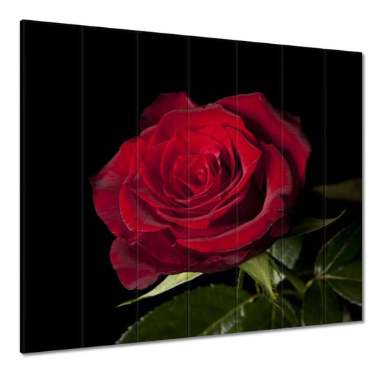 Obraz 210x195cm Piękna róża ZeSmakiem