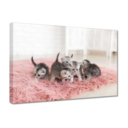 Obraz 30x20cm Pięć małych kotków ZeSmakiem