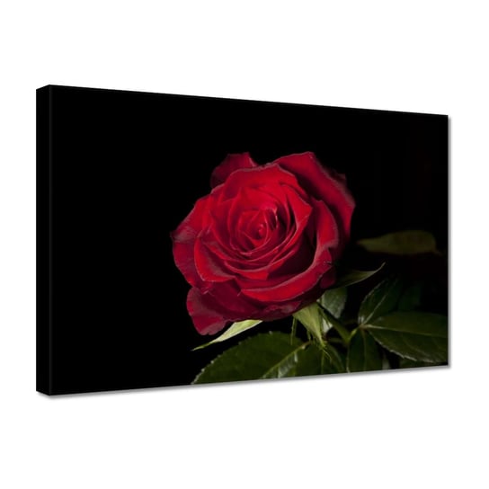 Obraz 30x20cm Piękna róża ZeSmakiem