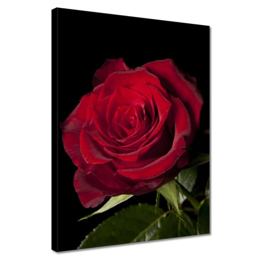 Obraz 30x40cm Piękna róża ZeSmakiem